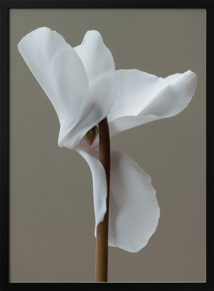 Fotografie einer weißen Alpenveilchenblüte vor grauem Hintergrund