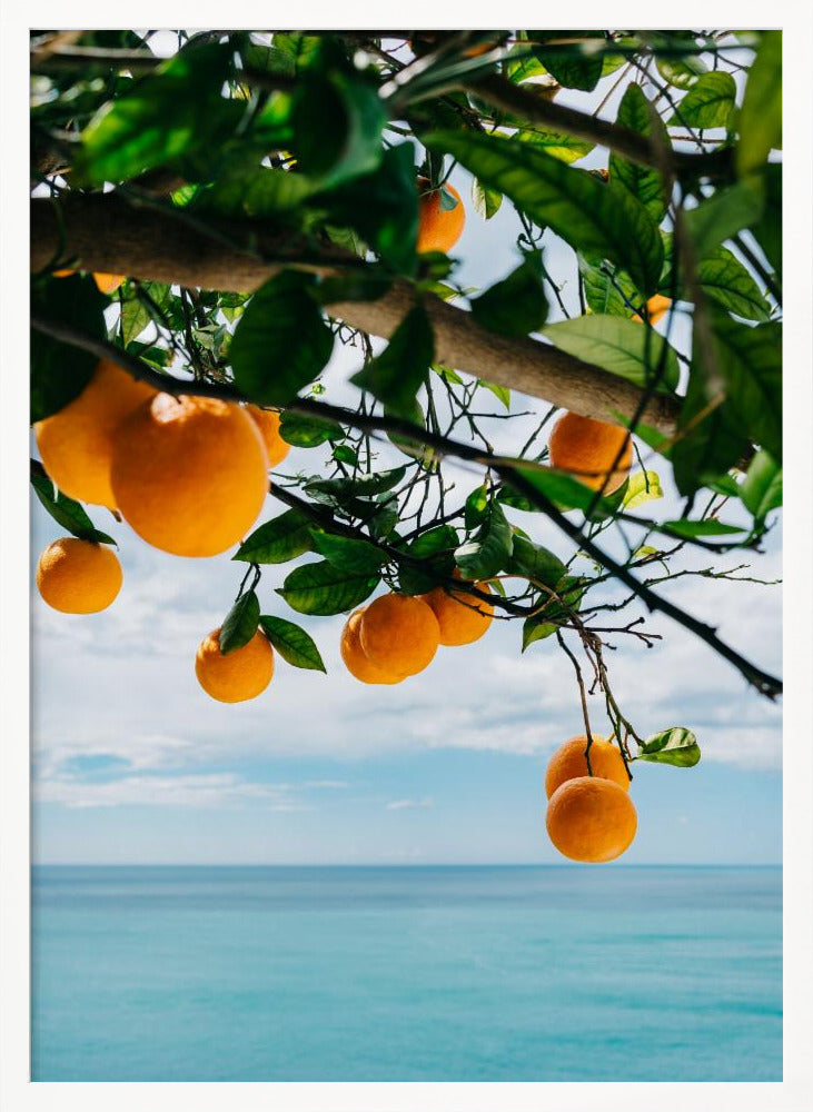 Amalfi Coast Oranges IV