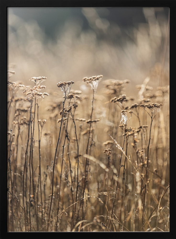 Fotografie eines Feldes mit trockenen Gräsern und Blüten in Beige- und Goldtönen