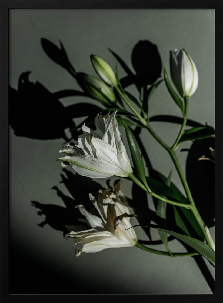 Fotografie weißer Lilien mit Schatten auf graugrüner Wand