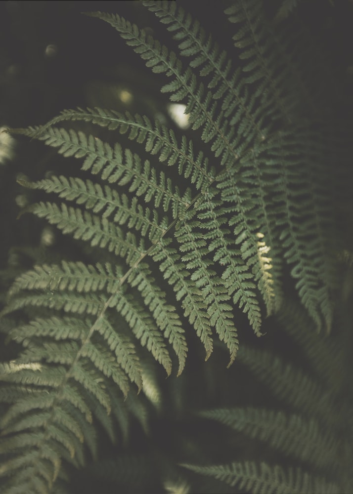 Fotografie eines grünen Farnwedels im dunklen Wald