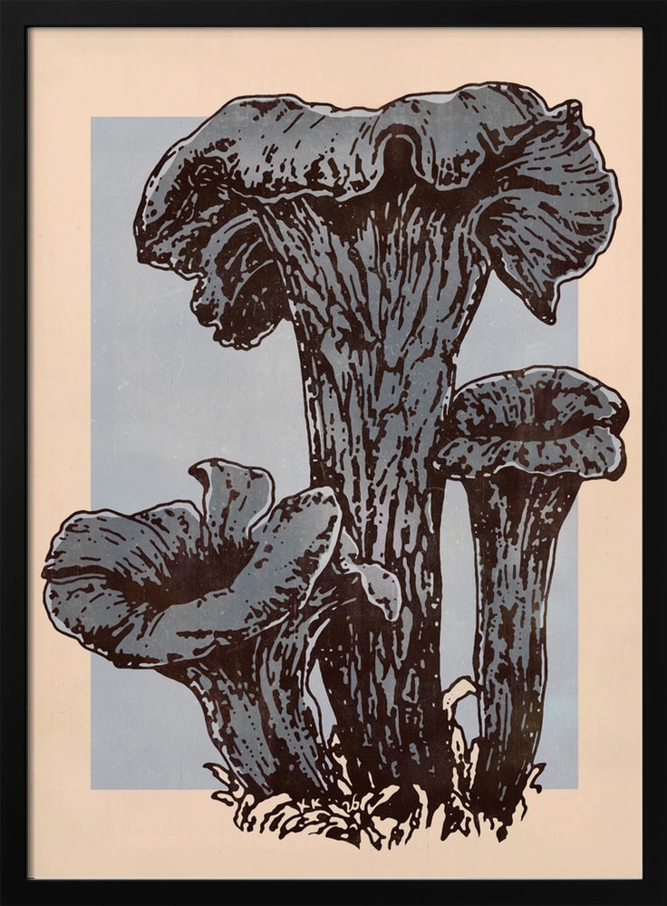 Herbsttrompeten – Pilzillustration