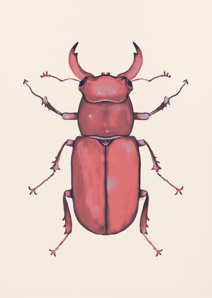 Illustration eines roten Hirschkäfers auf hellem Hintergrund