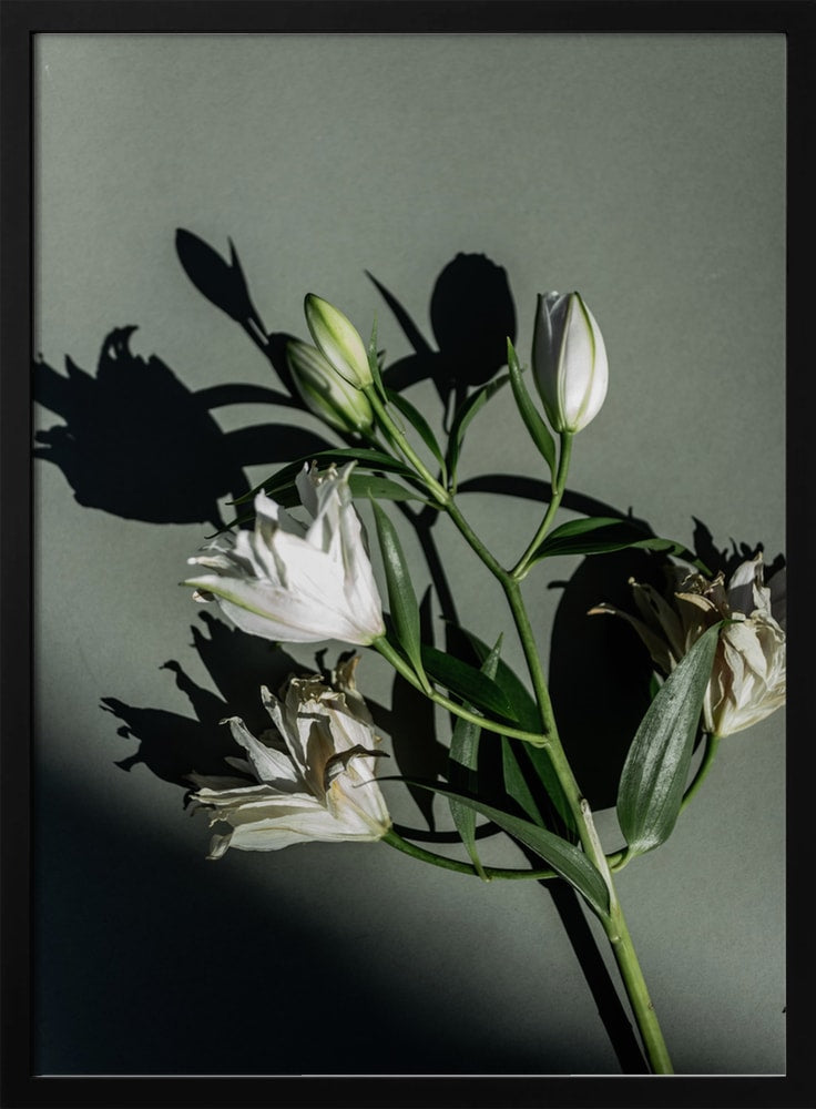 Fotografie eines Lilienzweigs mit Knospen und Schatten auf graugrünem Hintergrund