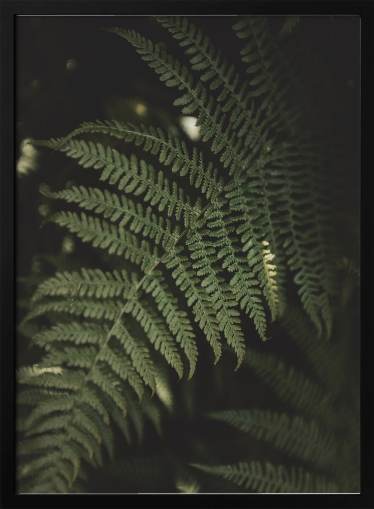 Fotografie eines grünen Farnwedels im dunklen Wald