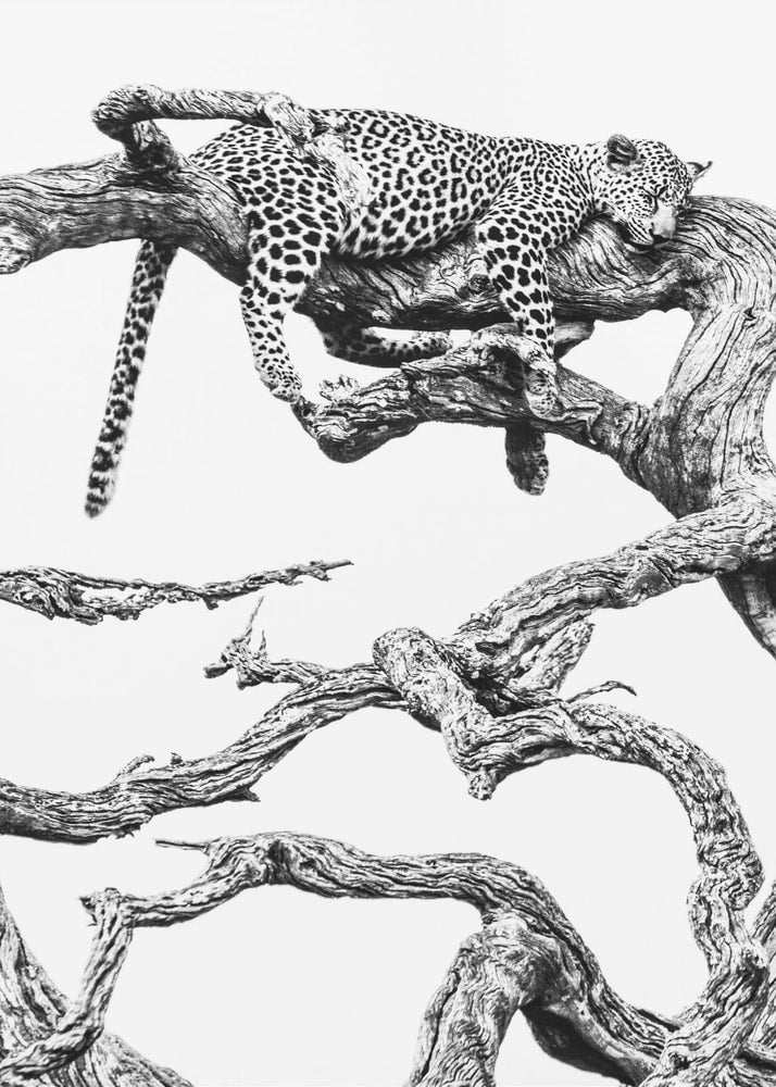 Schwarz-weiße Zeichnung eines schlafenden Leoparden auf einem knorrigen Ast