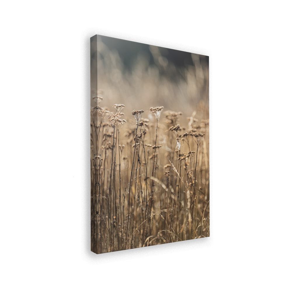 Fotografie eines Feldes mit trockenen Gräsern und Blüten in Beige- und Goldtönen