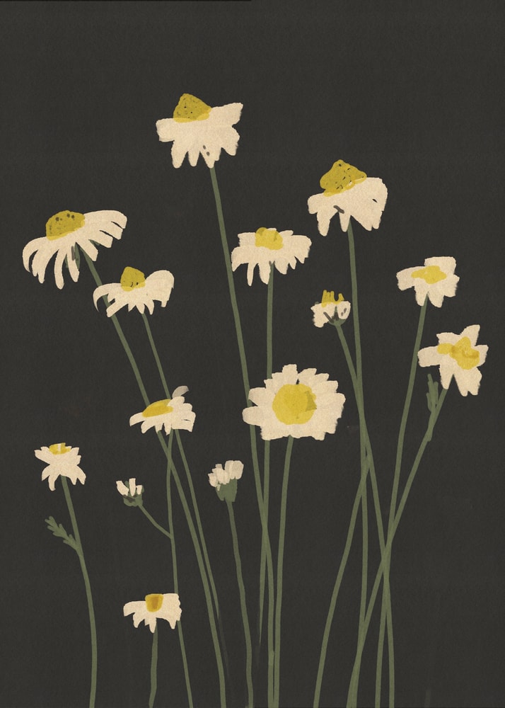 Illustration weißer Gänseblümchen an langen Stielen auf schwarzem Hintergrund
