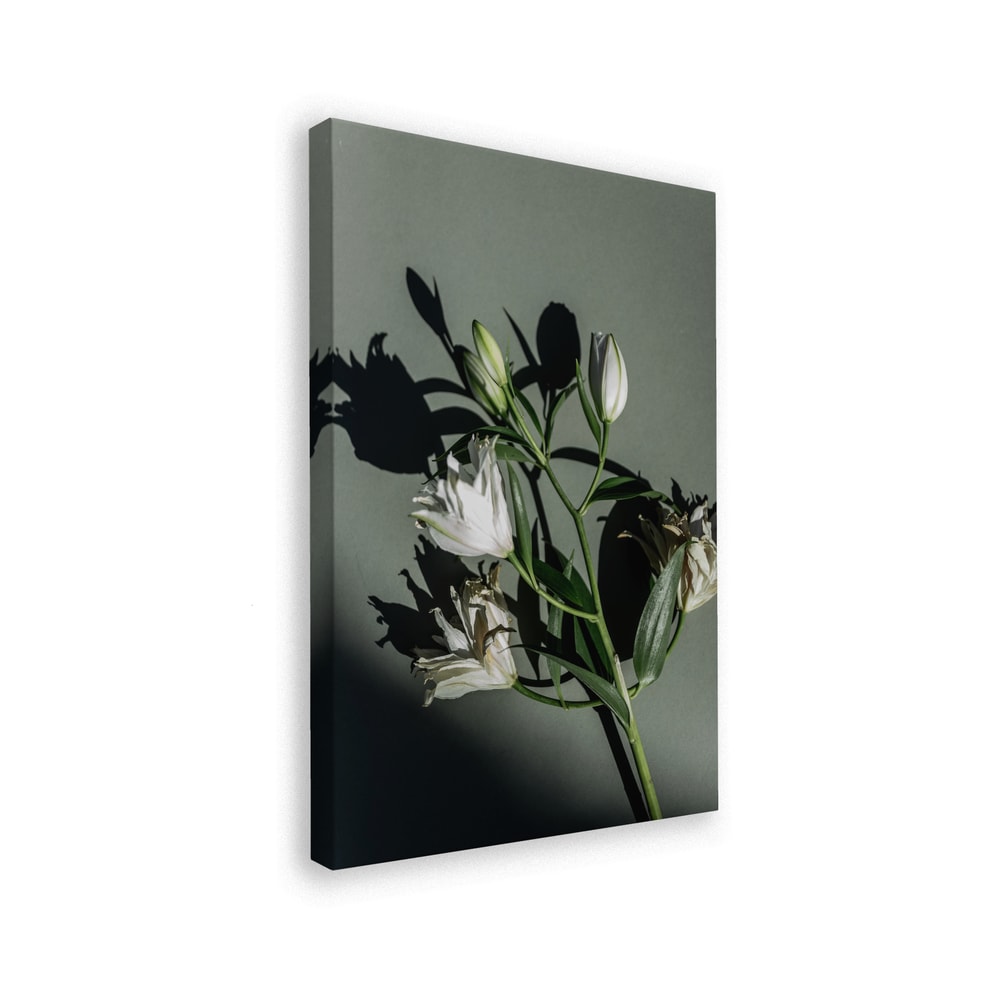 Fotografie eines Lilienzweigs mit Knospen und Schatten auf graugrünem Hintergrund