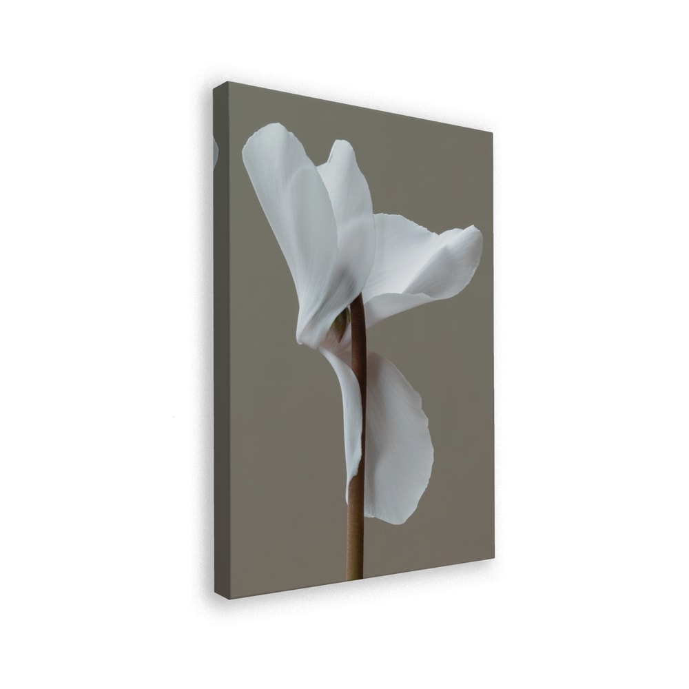 Fotografie einer weißen Alpenveilchenblüte vor grauem Hintergrund