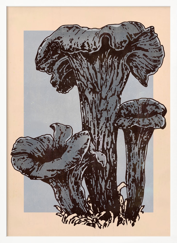 Herbsttrompeten – Pilzillustration