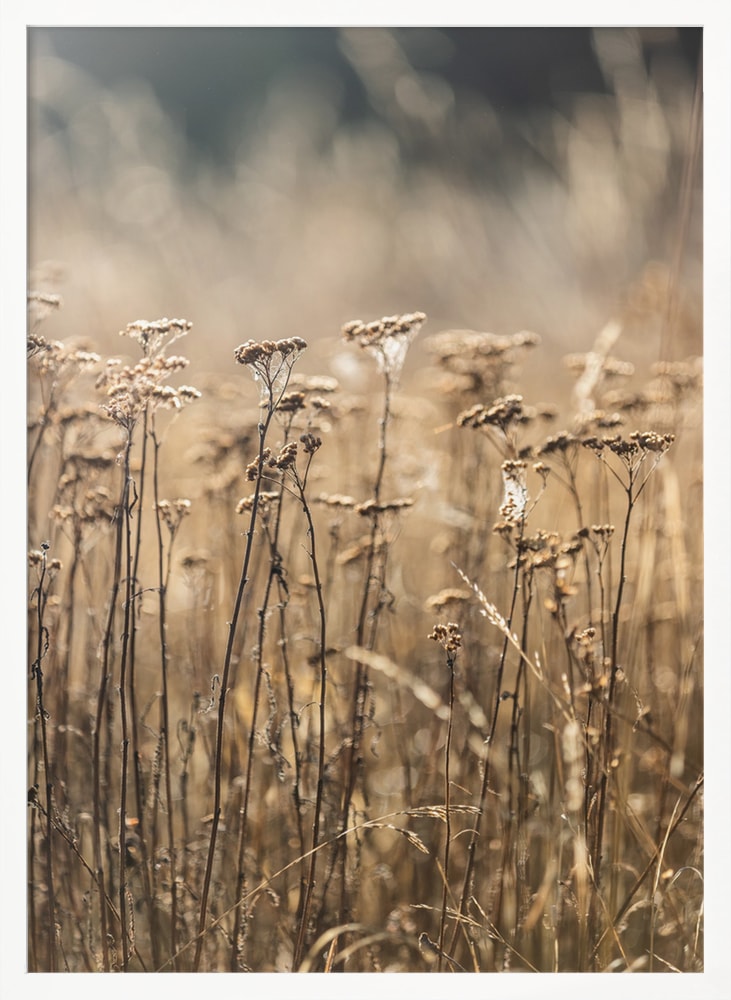 Fotografie eines Feldes mit trockenen Gräsern und Blüten in Beige- und Goldtönen
