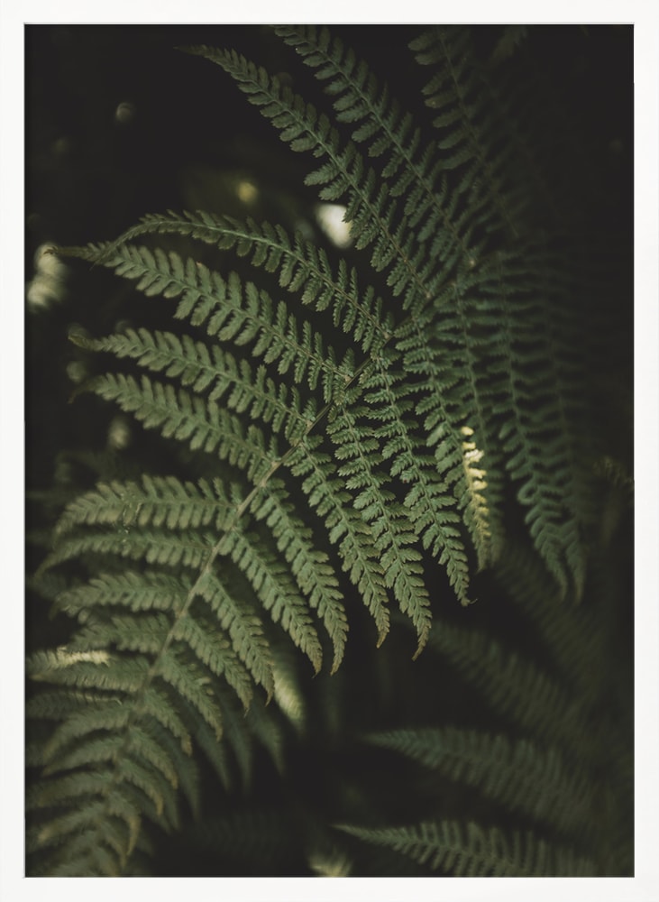 Fotografie eines grünen Farnwedels im dunklen Wald