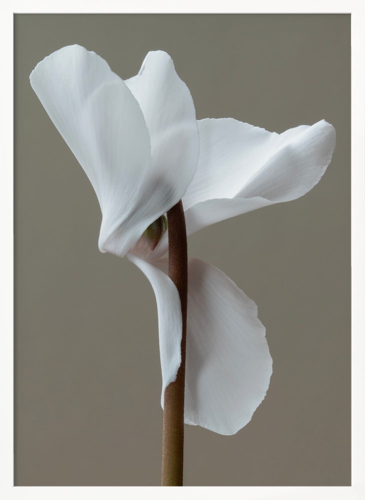 Fotografie einer weißen Alpenveilchenblüte vor grauem Hintergrund