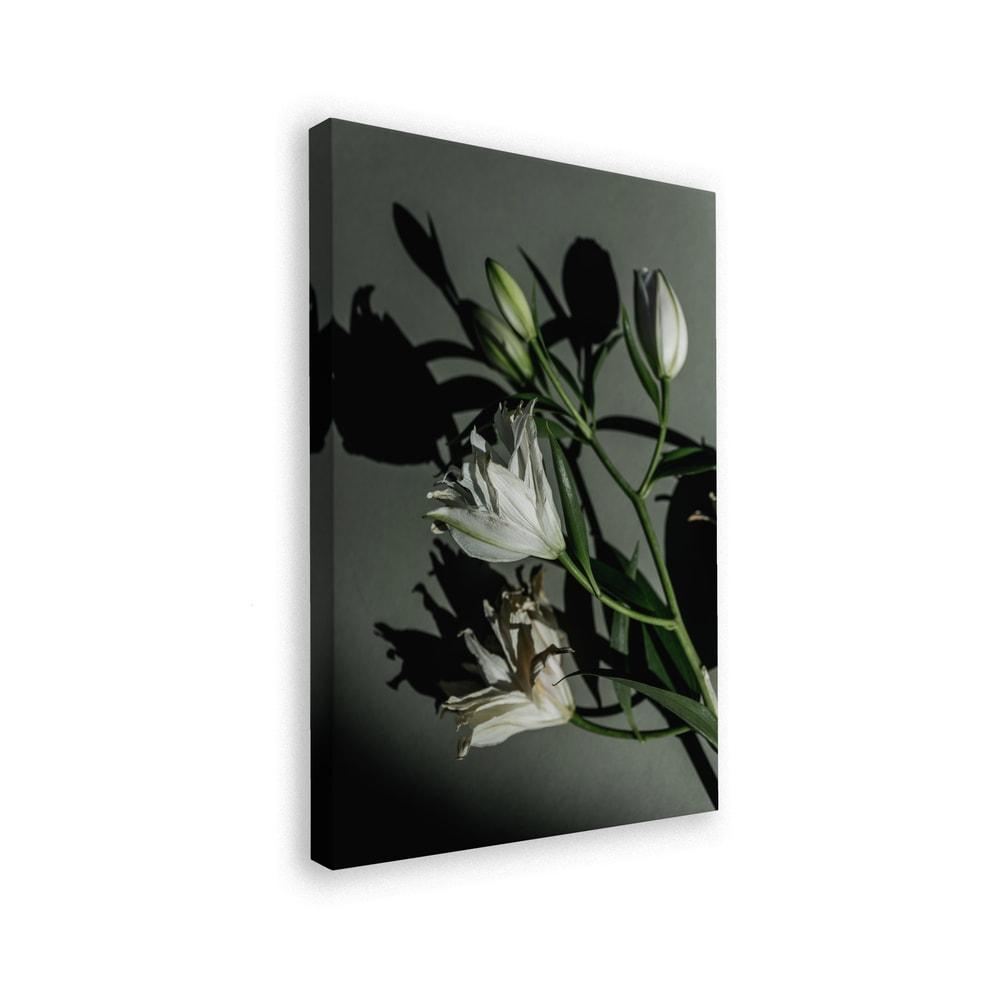 Fotografie weißer Lilien mit Schatten auf graugrüner Wand