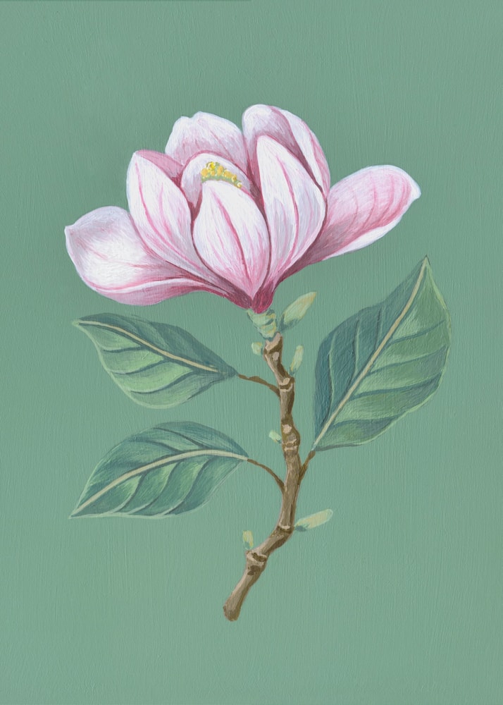 Illustration eines Magnolienzweigs mit rosa Blüte auf salbeigrünem Hintergrund