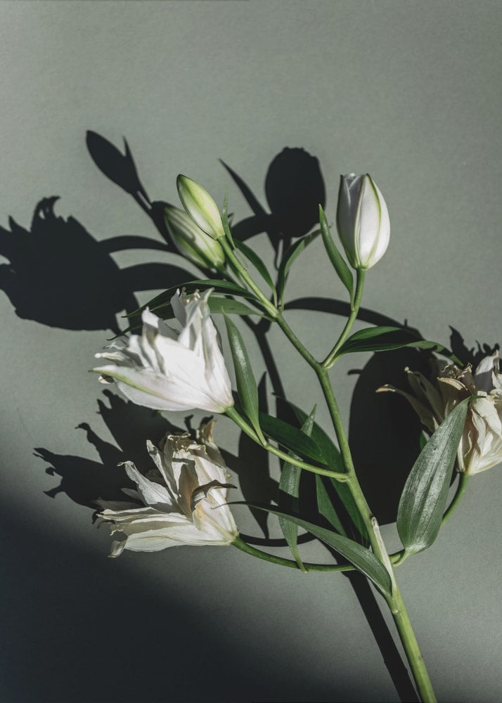 Fotografie eines Lilienzweigs mit Knospen und Schatten auf graugrünem Hintergrund