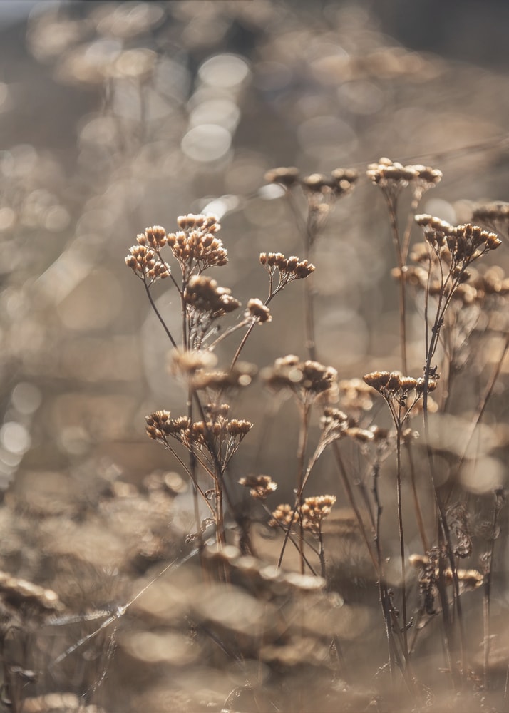 Fotografie trockener Blüten im goldenen Gegenlicht mit unscharfem Hintergrund