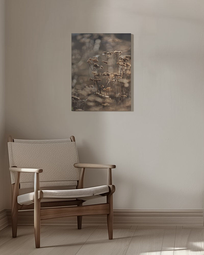 Fotografie trockener Blüten im goldenen Gegenlicht mit unscharfem Hintergrund