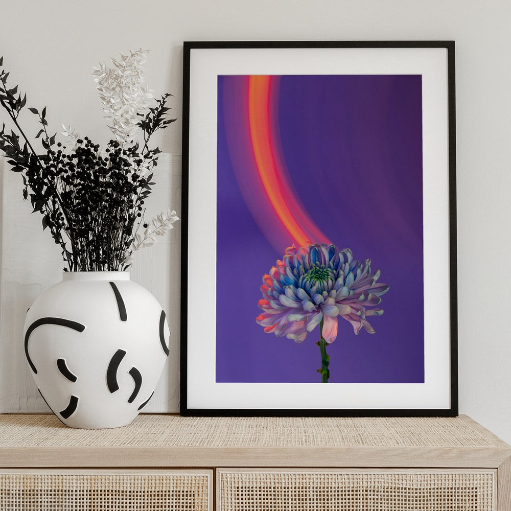 Fotografie einer blau-violetten Chrysantheme mit orangem Lichtbogen vor violettem Hintergrund