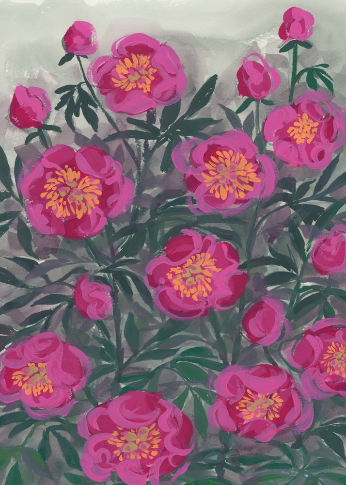 Pinke Pfingstrosen II