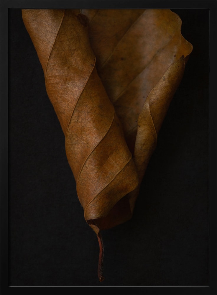 Fotografie eines braunen, eingerollten Herbstblatts vor schwarzem Hintergrund