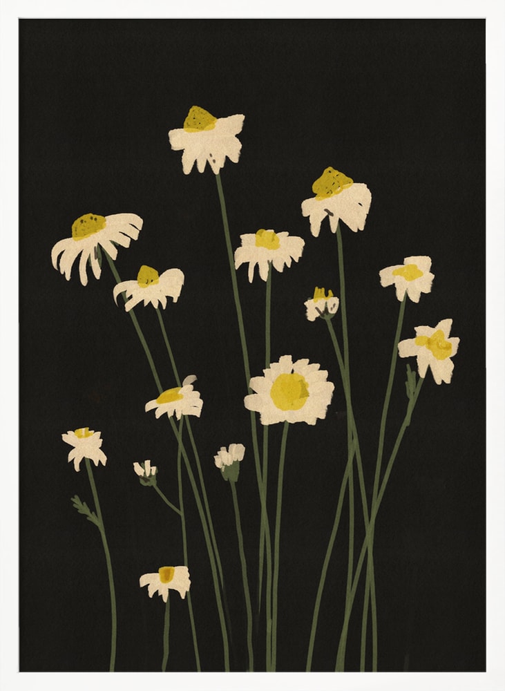 Illustration weißer Gänseblümchen an langen Stielen auf schwarzem Hintergrund