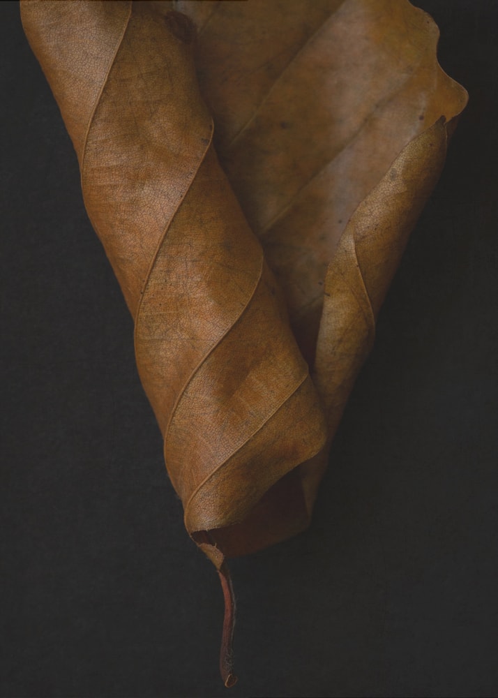 Fotografie eines braunen, eingerollten Herbstblatts vor schwarzem Hintergrund