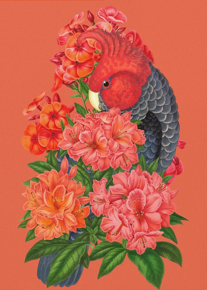Illustration eines Kakadus mit rotem Kopf zwischen roten und lachsfarbenen Blüten auf orangerotem Hintergrund