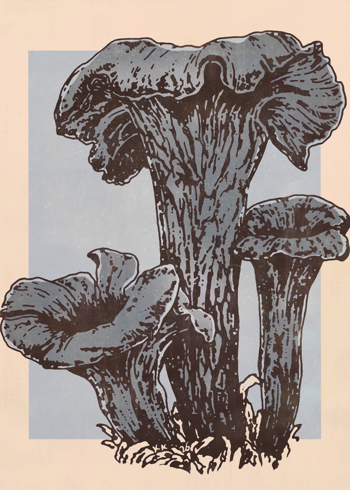 Illustration von drei dunklen Herbsttrompeten-Pilzen auf grauem und pfirsichfarbenem Hintergrund
