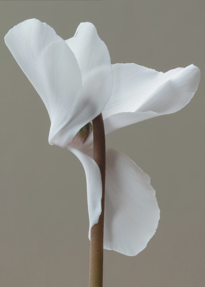 Fotografie einer weißen Alpenveilchenblüte vor grauem Hintergrund