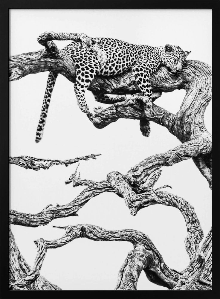 Schwarz-weiße Zeichnung eines schlafenden Leoparden auf einem knorrigen Ast