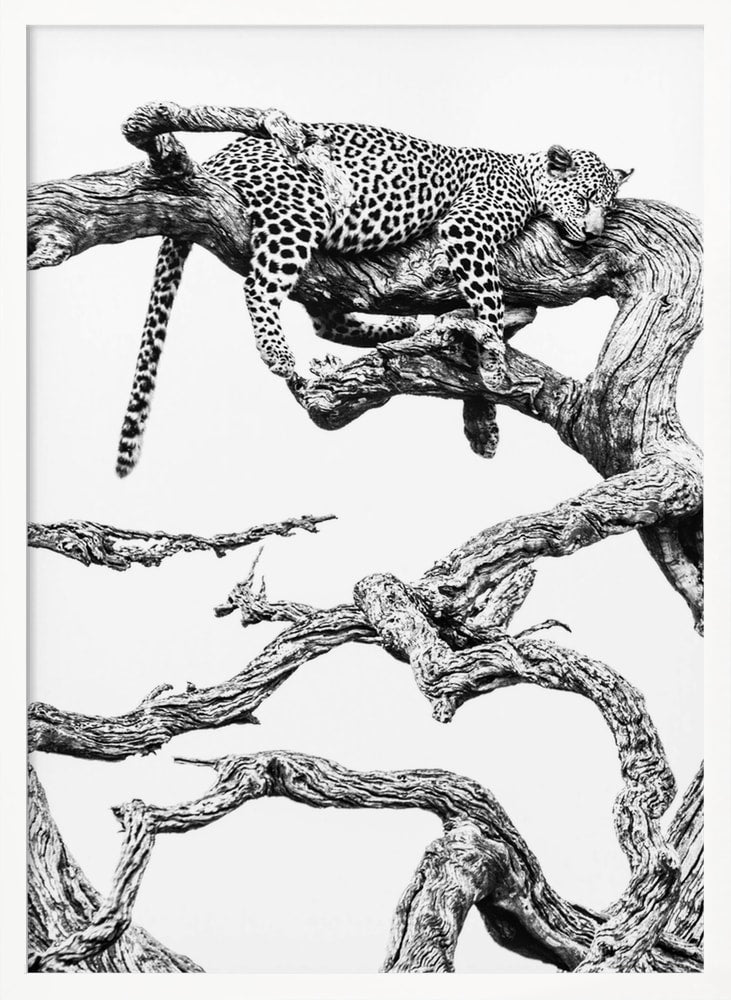 Schwarz-weiße Zeichnung eines schlafenden Leoparden auf einem knorrigen Ast