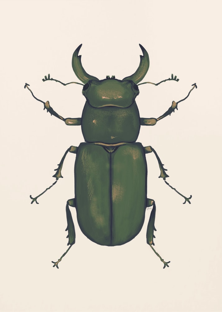 Illustration eines dunkelgrünen Hirschkäfers auf hellem Hintergrund