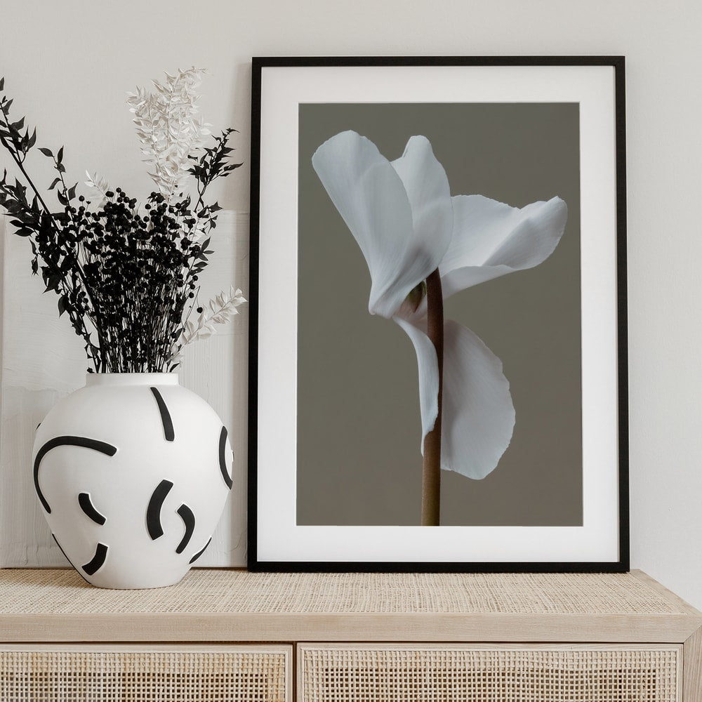 Fotografie einer weißen Alpenveilchenblüte vor grauem Hintergrund
