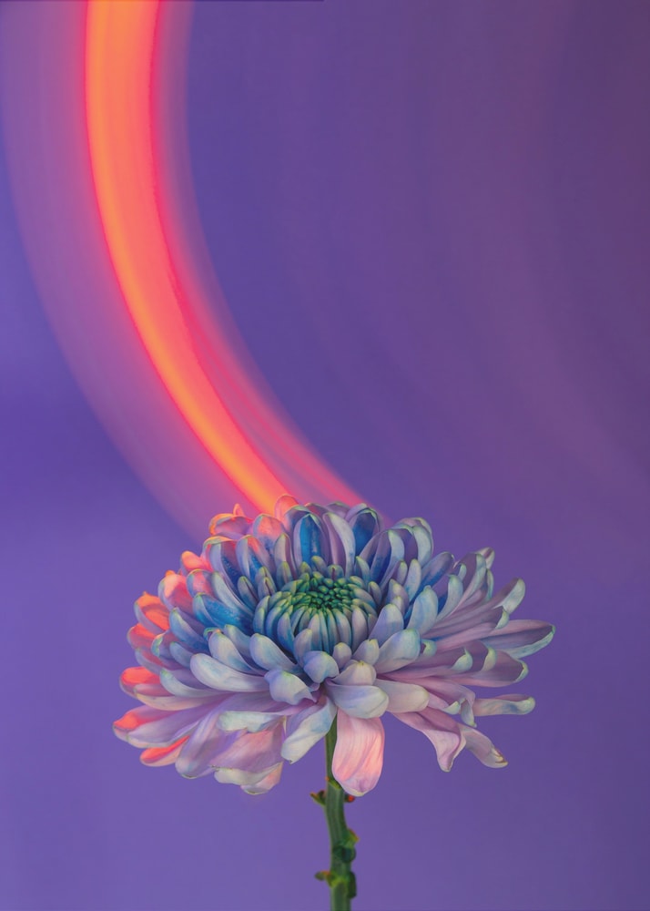 Fotografie einer blau-violetten Chrysantheme mit orangem Lichtbogen vor violettem Hintergrund
