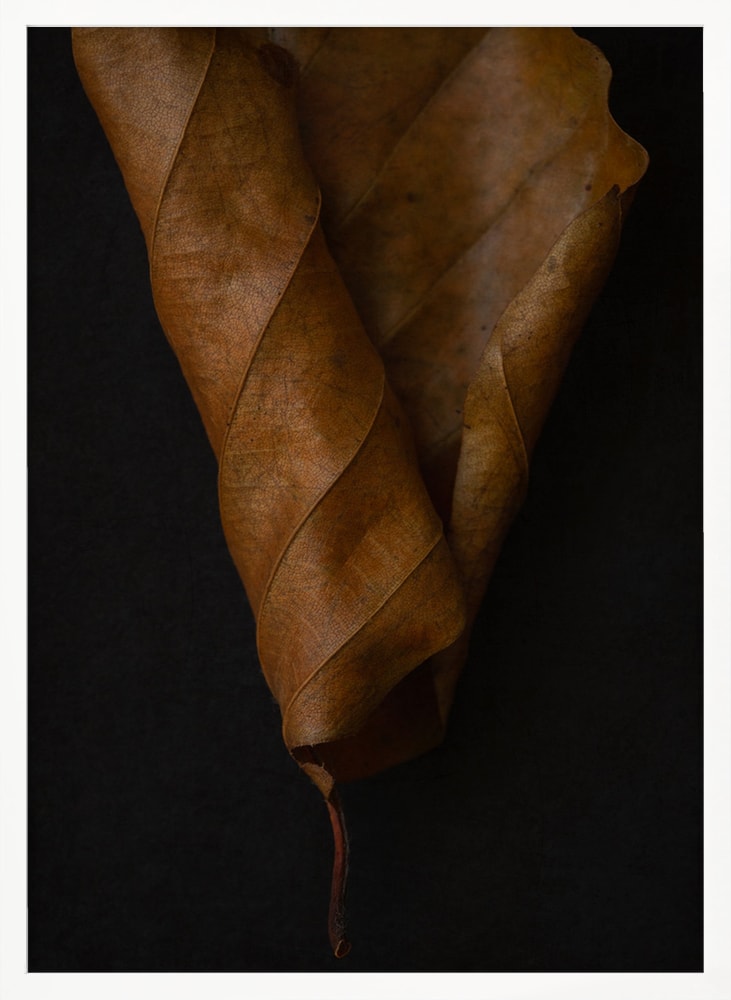 Fotografie eines braunen, eingerollten Herbstblatts vor schwarzem Hintergrund