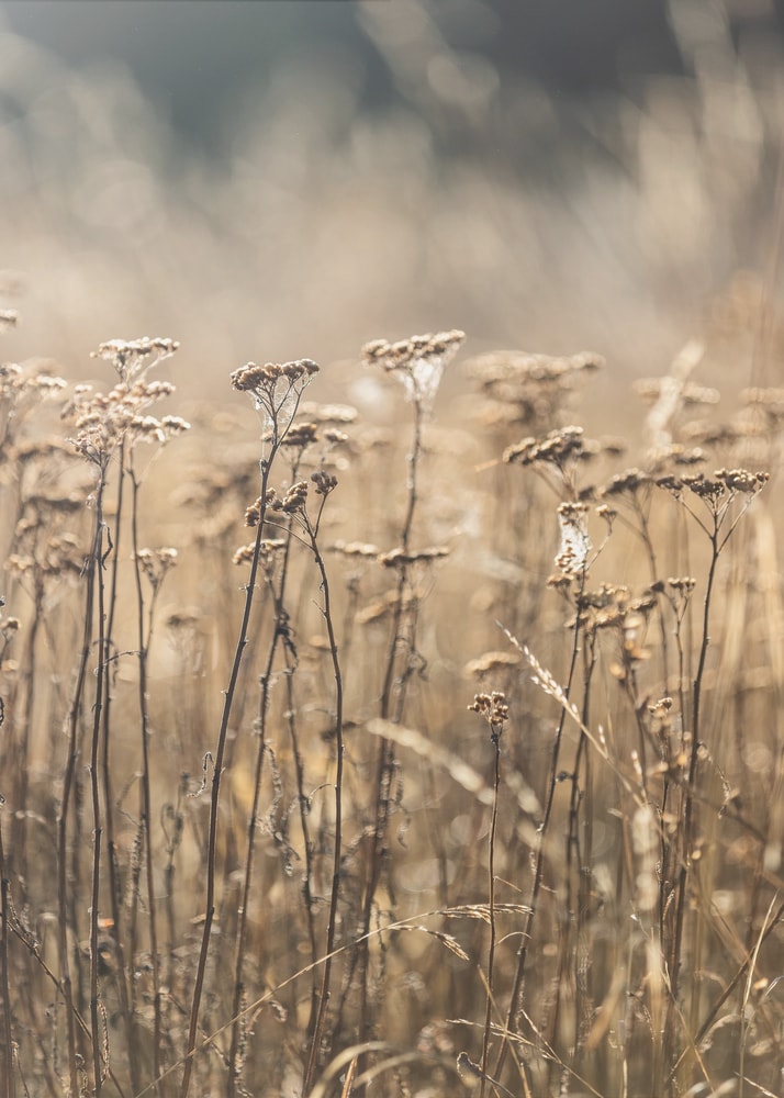 Fotografie eines Feldes mit trockenen Gräsern und Blüten in Beige- und Goldtönen