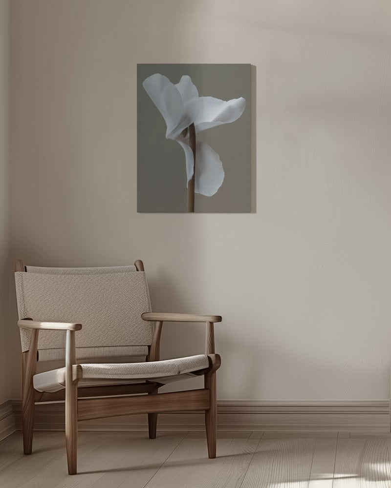 Fotografie einer weißen Alpenveilchenblüte vor grauem Hintergrund