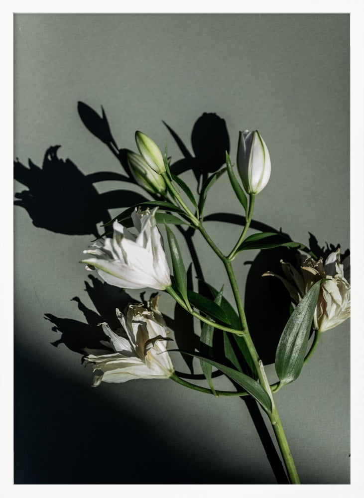 Fotografie eines Lilienzweigs mit Knospen und Schatten auf graugrünem Hintergrund