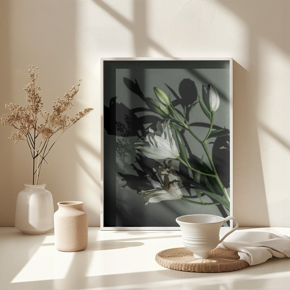 Fotografie weißer Lilien mit Schatten auf graugrüner Wand