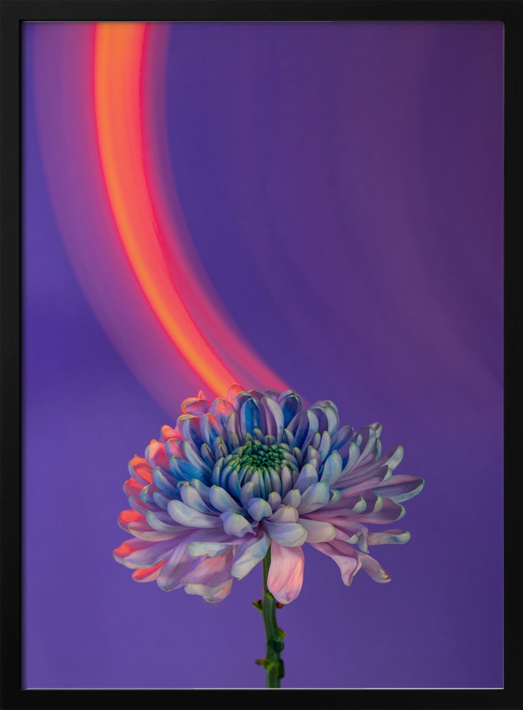 Chrysantheme im Neonlicht