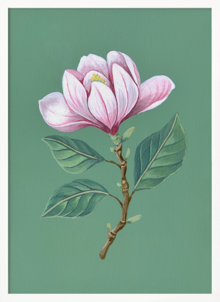 Illustration eines Magnolienzweigs mit rosa Blüte auf salbeigrünem Hintergrund
