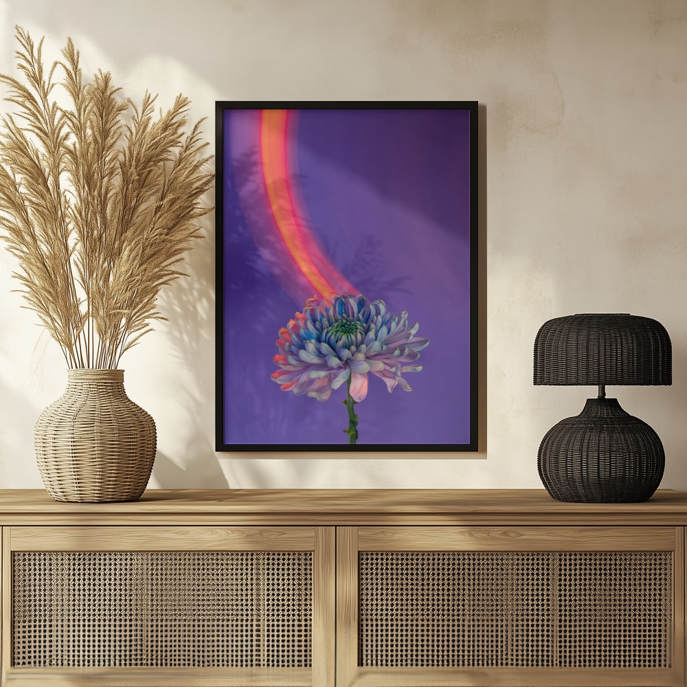 Fotografie einer blau-violetten Chrysantheme mit orangem Lichtbogen vor violettem Hintergrund