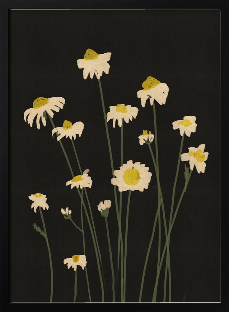 Illustration weißer Gänseblümchen an langen Stielen auf schwarzem Hintergrund