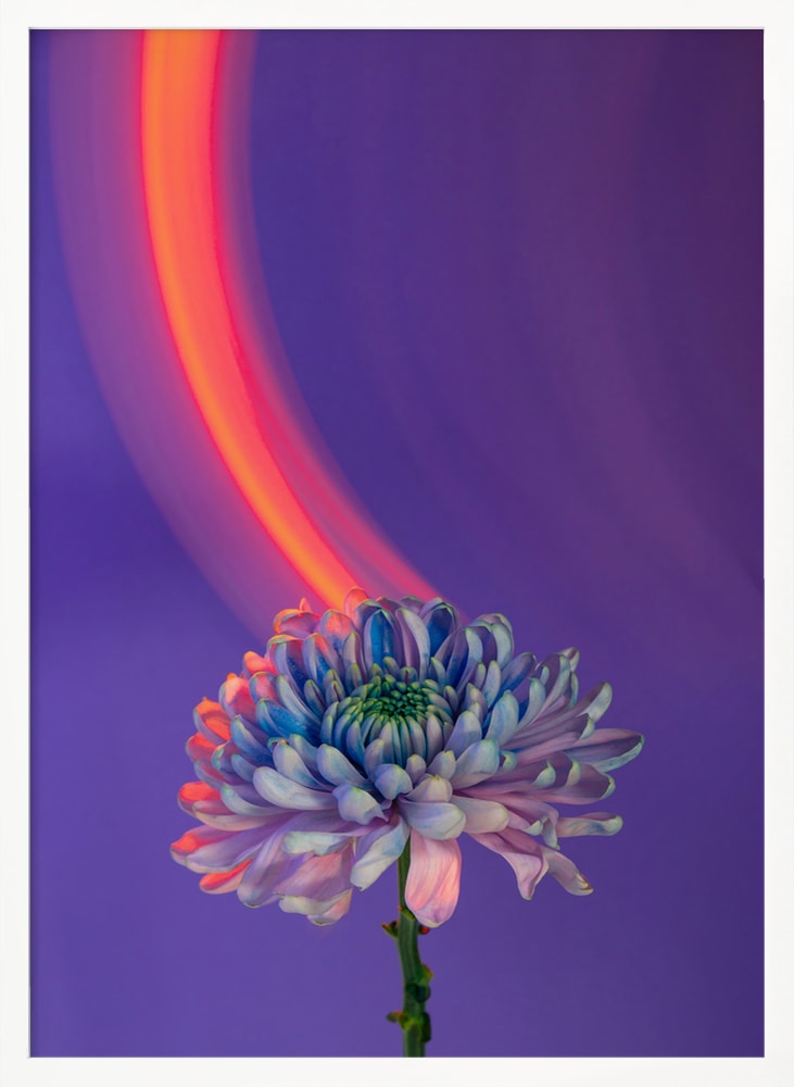 Chrysantheme im Neonlicht
