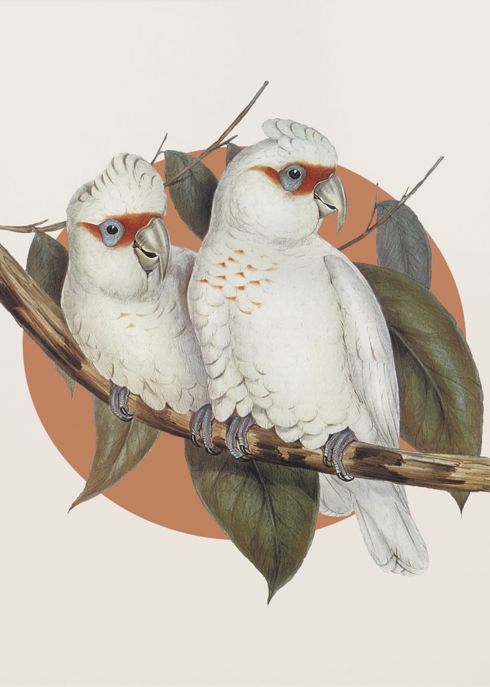 Illustration zweier weißer Kakadus auf einem Ast vor terrakottafarbenem Kreis