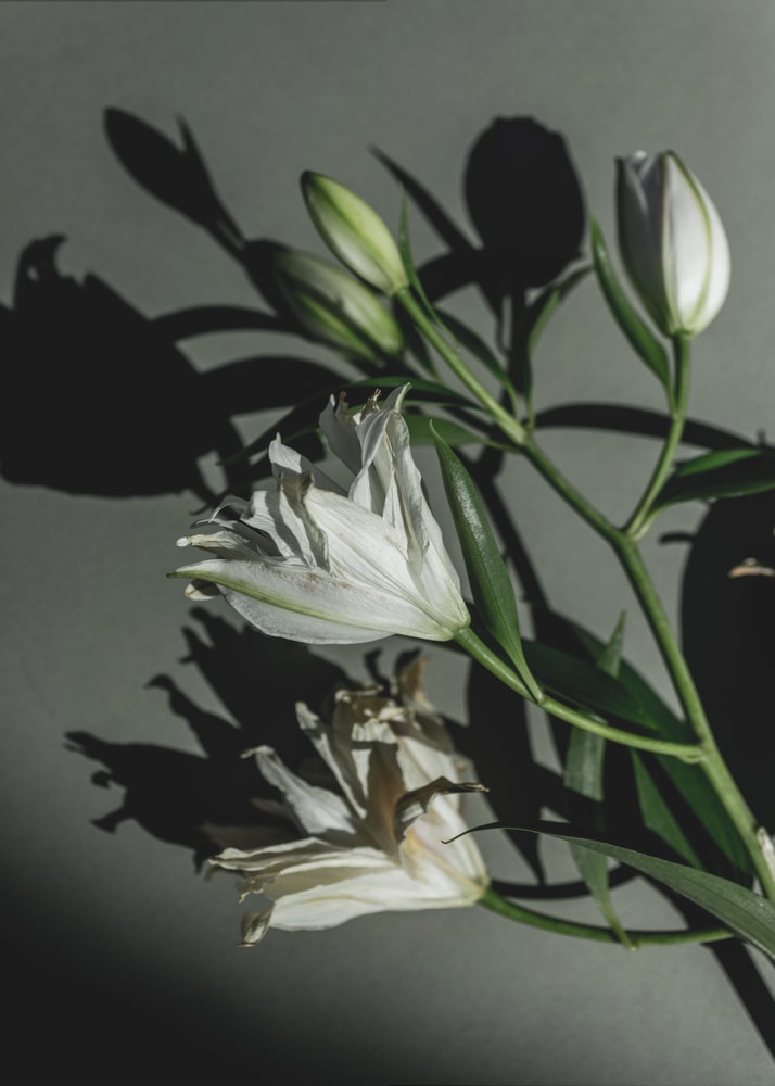 Fotografie weißer Lilien mit Schatten auf graugrüner Wand