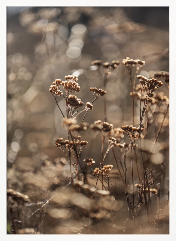 Fotografie trockener Blüten im goldenen Gegenlicht mit unscharfem Hintergrund