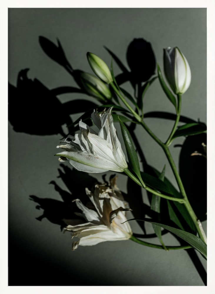 Fotografie weißer Lilien mit Schatten auf graugrüner Wand